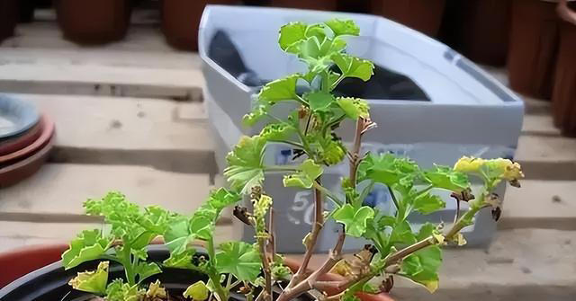 听劝！4种花，别养“老桩苗”，养小苗更香