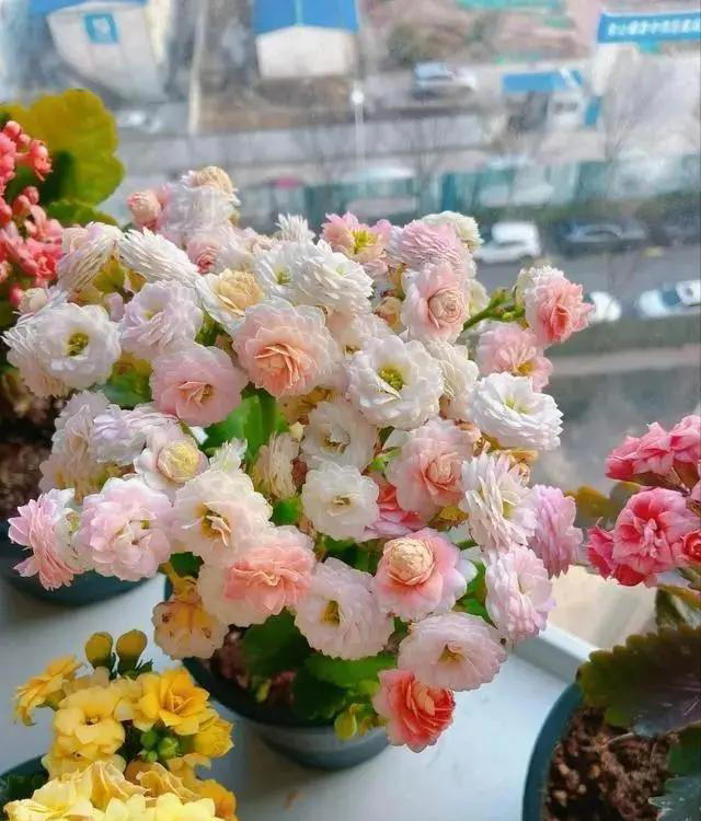 听劝！4种花，别养“老桩苗”，养小苗更香