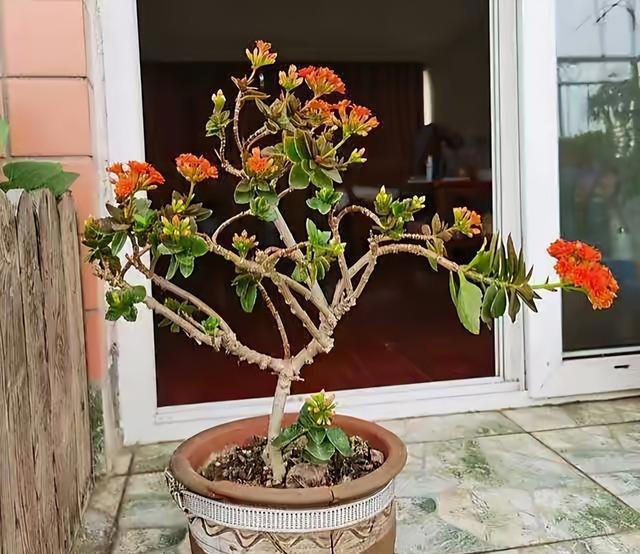 听劝！4种花，别养“老桩苗”，养小苗更香