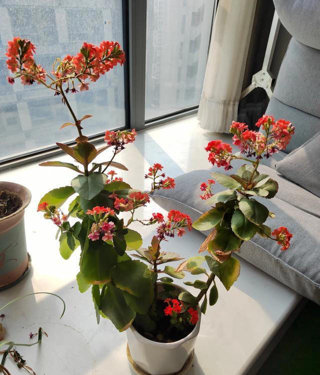 听劝！4种花，别养“老桩苗”，养小苗更香