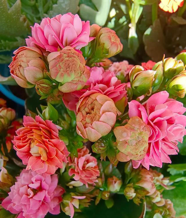 听劝！4种花，别养“老桩苗”，养小苗更香