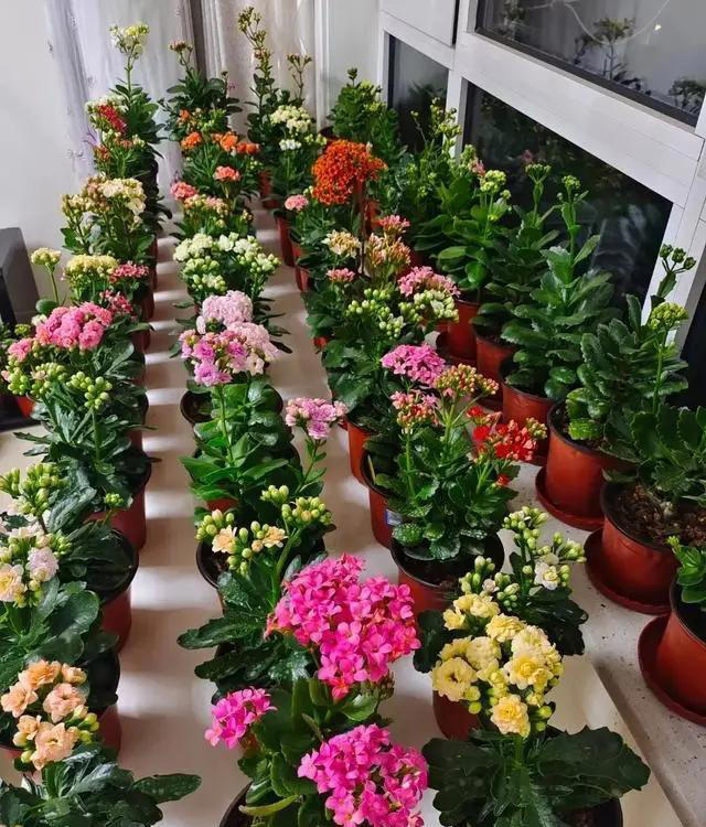 听劝！4种花，别养“老桩苗”，养小苗更香