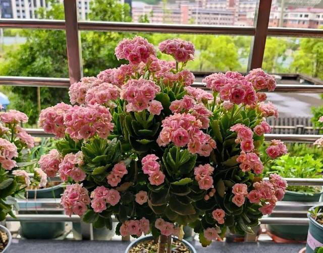 听劝！4种花，别养“老桩苗”，养小苗更香