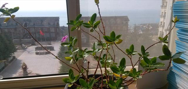 听劝！4种花，别养“老桩苗”，养小苗更香