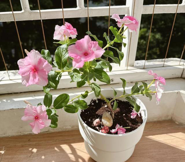 听劝！4种花，别养“老桩苗”，养小苗更香