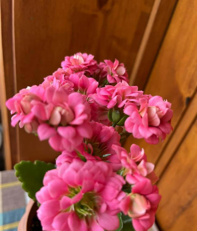 听劝！4种花，别养“老桩苗”，养小苗更香