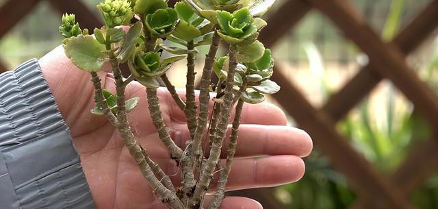 听劝！4种花，别养“老桩苗”，养小苗更香