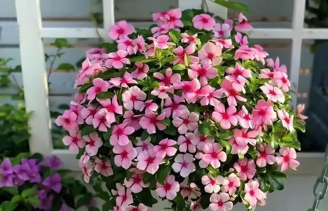 听劝！4种花，别养“老桩苗”，养小苗更香