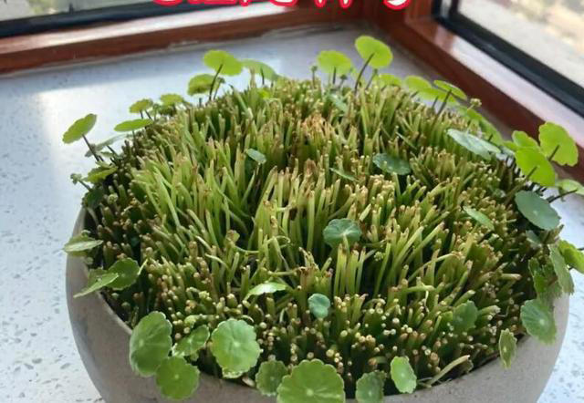 听劝！4种花，别养“老桩苗”，养小苗更香