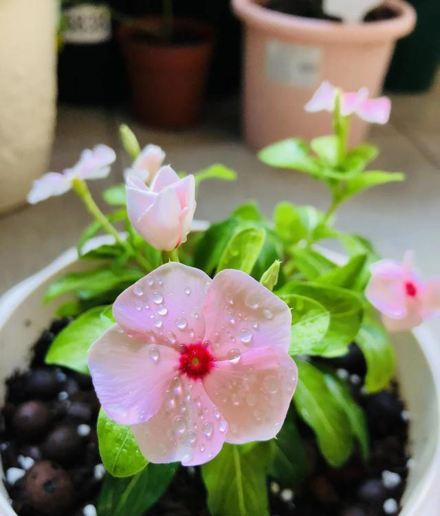 听劝！4种花，别养“老桩苗”，养小苗更香