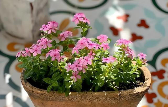 听劝！4种花，别养“老桩苗”，养小苗更香