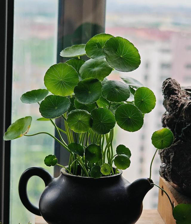 听劝！4种花，别养“老桩苗”，养小苗更香