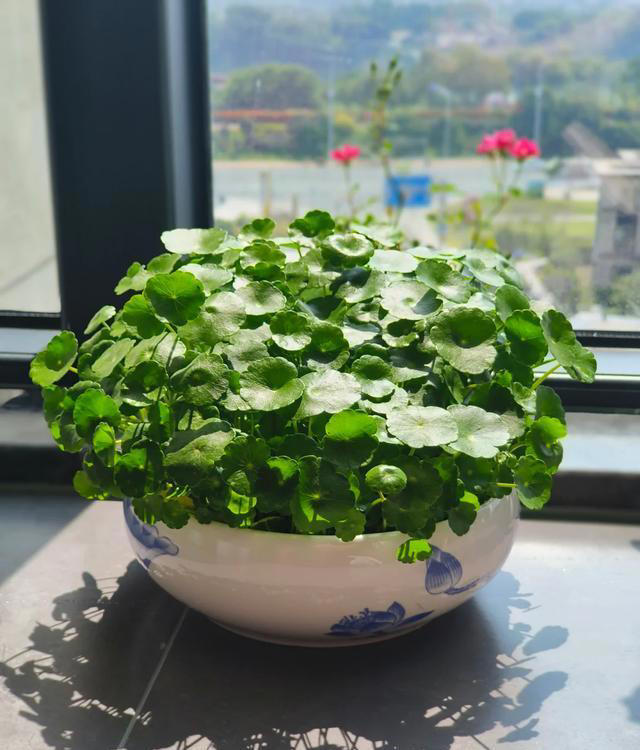 听劝！4种花，别养“老桩苗”，养小苗更香