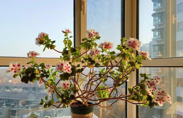 听劝！4种花，别养“老桩苗”，养小苗更香