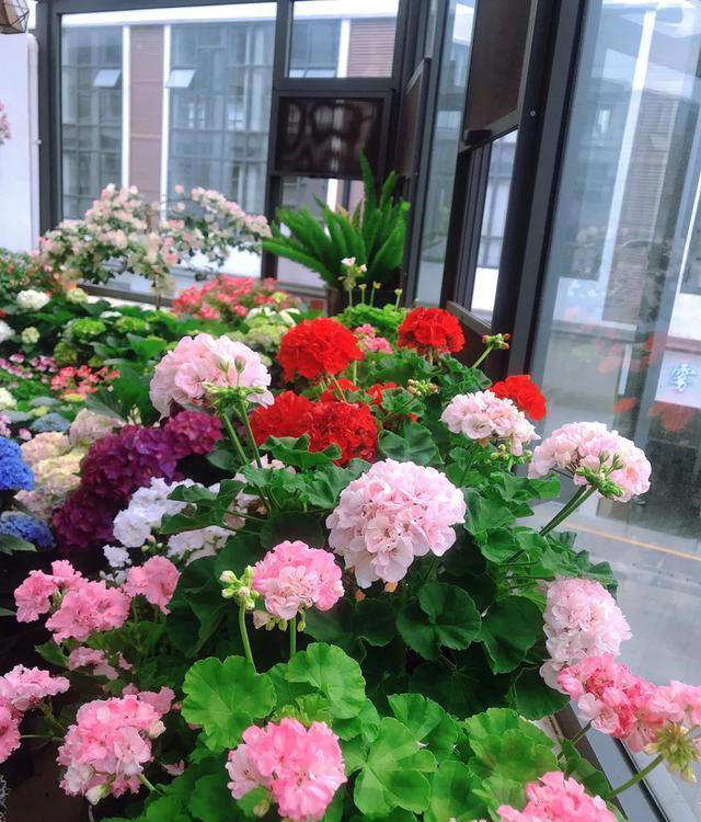 听劝！4种花，别养“老桩苗”，养小苗更香