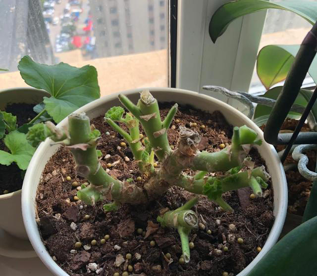 听劝！4种花，别养“老桩苗”，养小苗更香