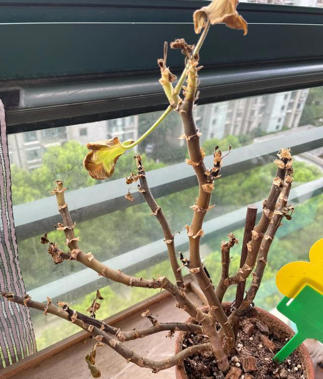 听劝！4种花，别养“老桩苗”，养小苗更香