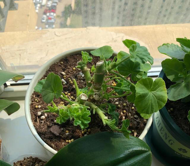 听劝！4种花，别养“老桩苗”，养小苗更香