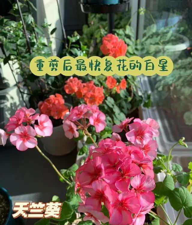 听劝！4种花，别养“老桩苗”，养小苗更香