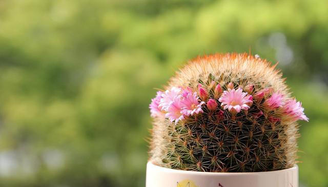 公认的5款“懒人花”，摆在阳台美观大气颜值高，还能净化空气