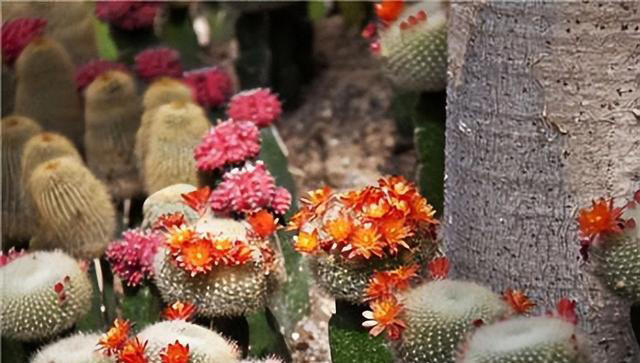 公认的5款“懒人花”，摆在阳台美观大气颜值高，还能净化空气