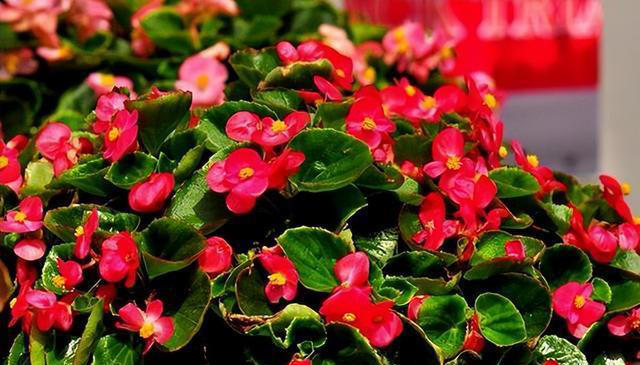 公认的5款“懒人花”，摆在阳台美观大气颜值高，还能净化空气