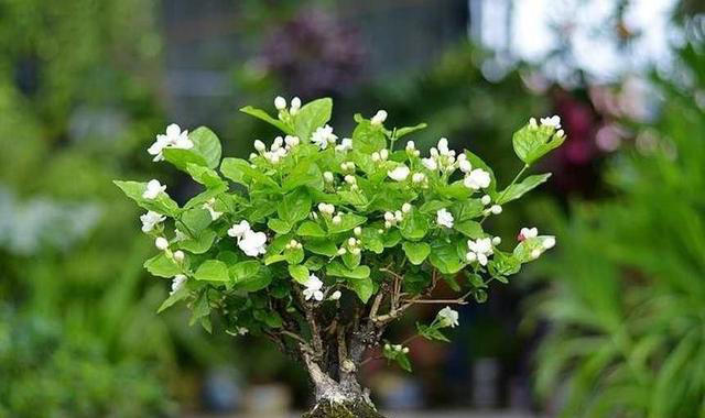 公认的5款“懒人花”，摆在阳台美观大气颜值高，还能净化空气