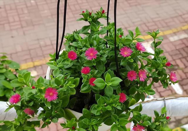 公认的5款“懒人花”，摆在阳台美观大气颜值高，还能净化空气