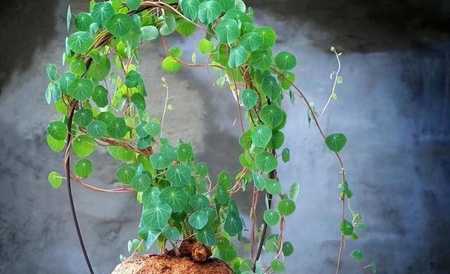 公认的5款“懒人花”，摆在阳台美观大气颜值高，还能净化空气