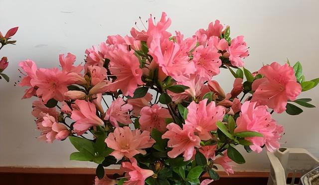 杜鹃花怎么修剪开花多？3个阶段要修剪，越剪越开花