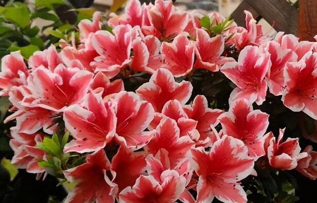 杜鹃花怎么修剪开花多？3个阶段要修剪，越剪越开花