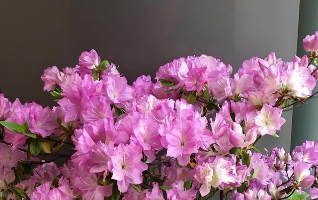 杜鹃花怎么修剪开花多？3个阶段要修剪，越剪越开花