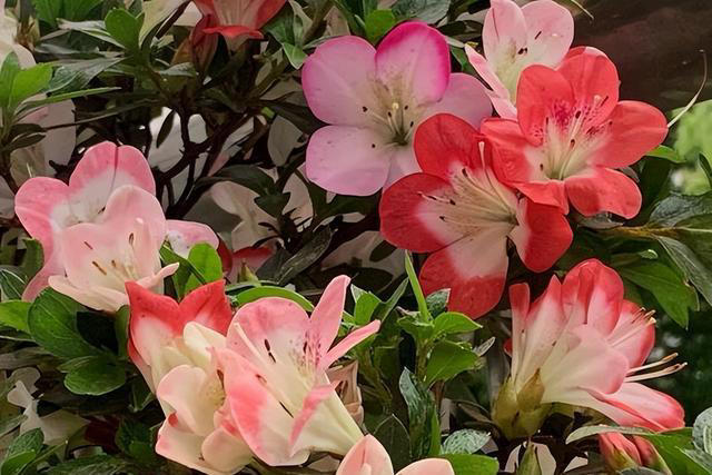 杜鹃花怎么修剪开花多？3个阶段要修剪，越剪越开花