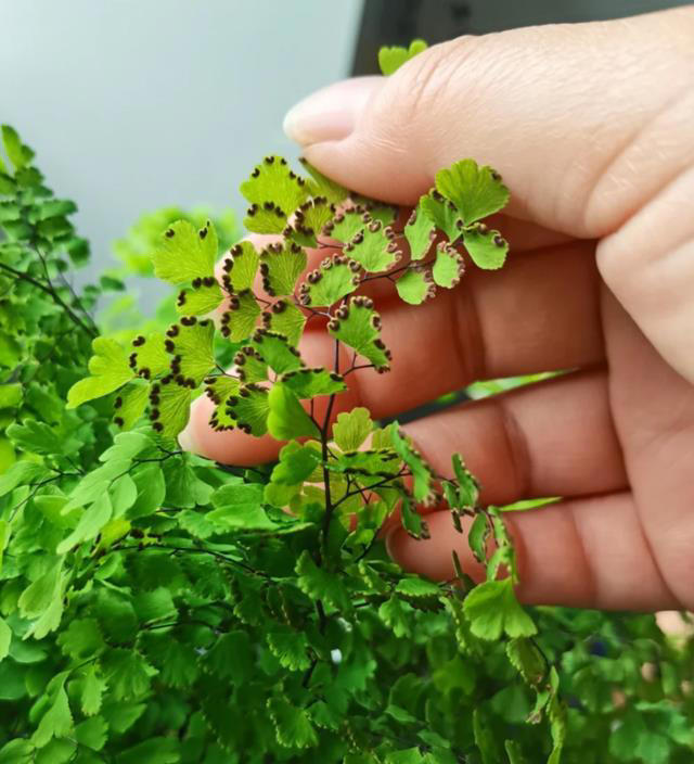 这8种“喜荫花”，养在家里，可别直晒太阳，晒一盆枯一盆！