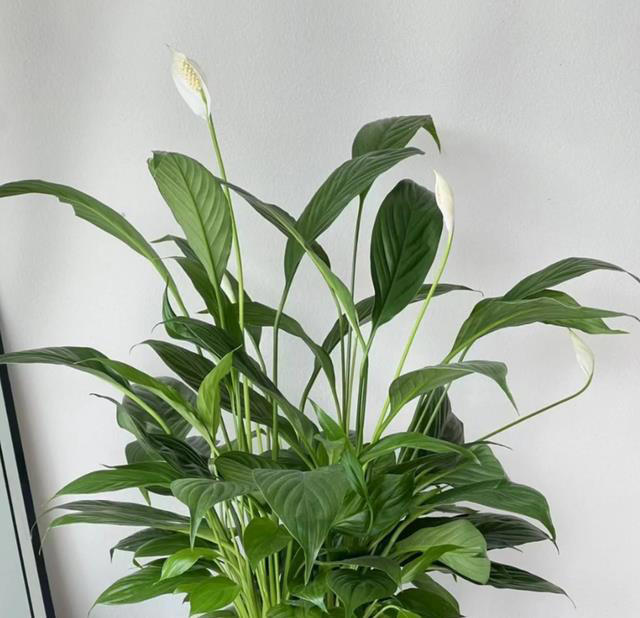 这8种“喜荫花”，养在家里，可别直晒太阳，晒一盆枯一盆！