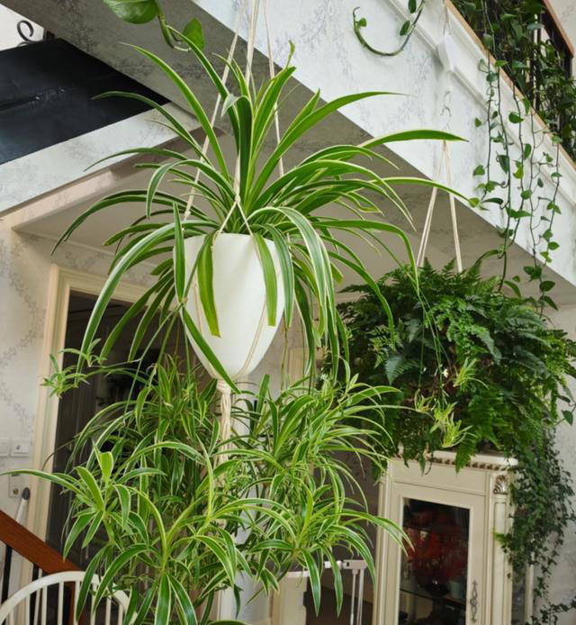 这8种“喜荫花”，养在家里，可别直晒太阳，晒一盆枯一盆！