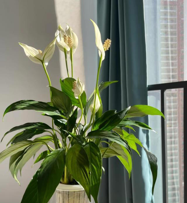 这8种“喜荫花”，养在家里，可别直晒太阳，晒一盆枯一盆！