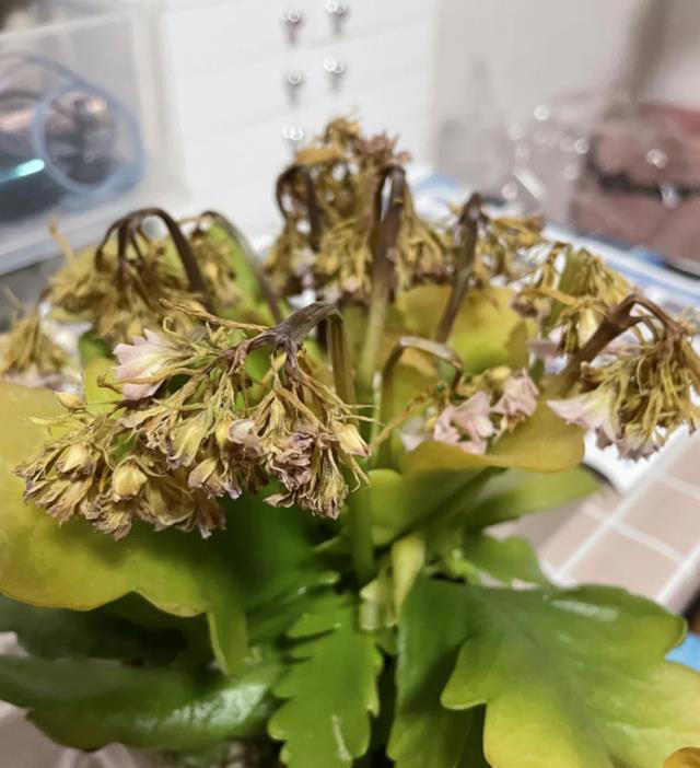 这8种“喜荫花”，养在家里，可别直晒太阳，晒一盆枯一盆！