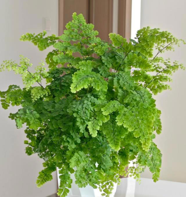 这8种“喜荫花”，养在家里，可别直晒太阳，晒一盆枯一盆！