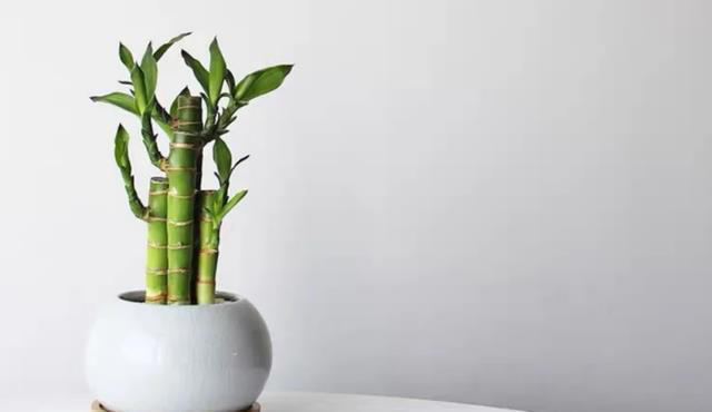 这8种“喜荫花”，养在家里，可别直晒太阳，晒一盆枯一盆！