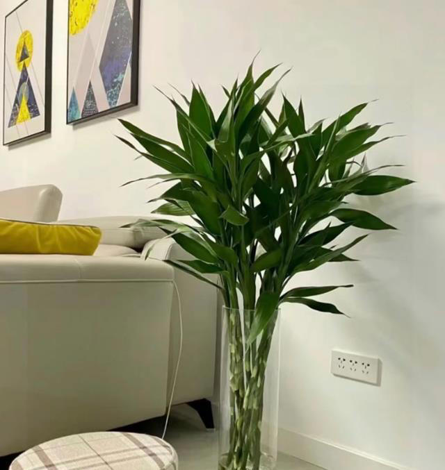 这8种“喜荫花”，养在家里，可别直晒太阳，晒一盆枯一盆！