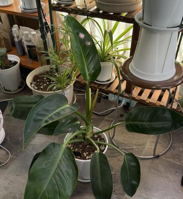 这8种“喜荫花”，养在家里，可别直晒太阳，晒一盆枯一盆！