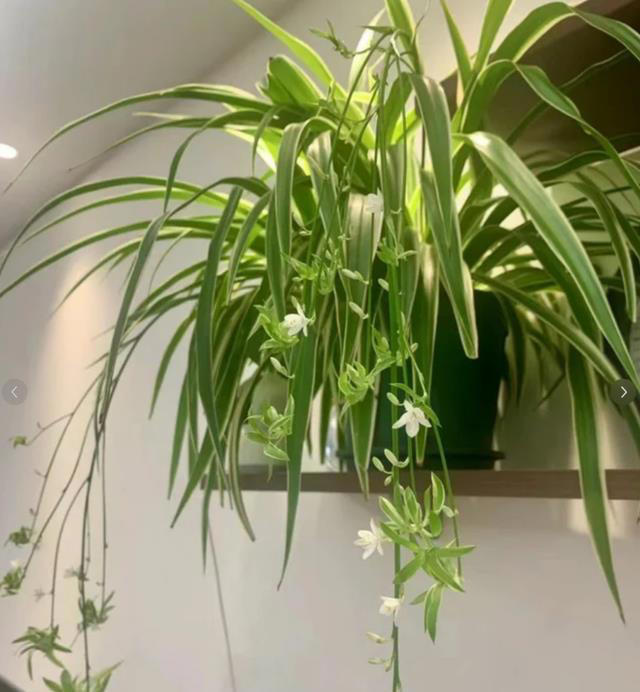 这8种“喜荫花”，养在家里，可别直晒太阳，晒一盆枯一盆！