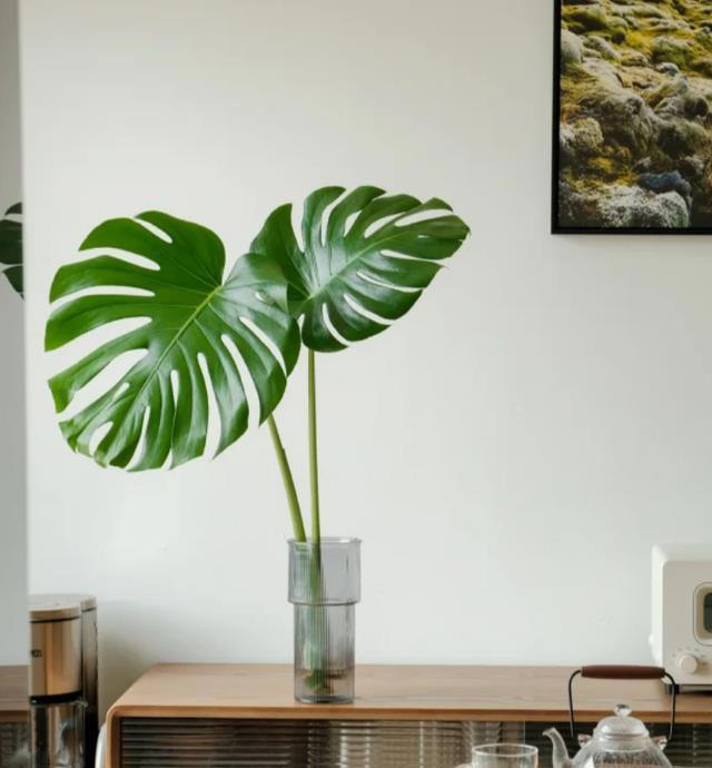 这8种“喜荫花”，养在家里，可别直晒太阳，晒一盆枯一盆！