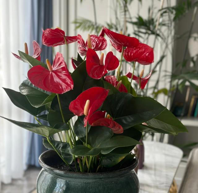 这8种“喜荫花”，养在家里，可别直晒太阳，晒一盆枯一盆！