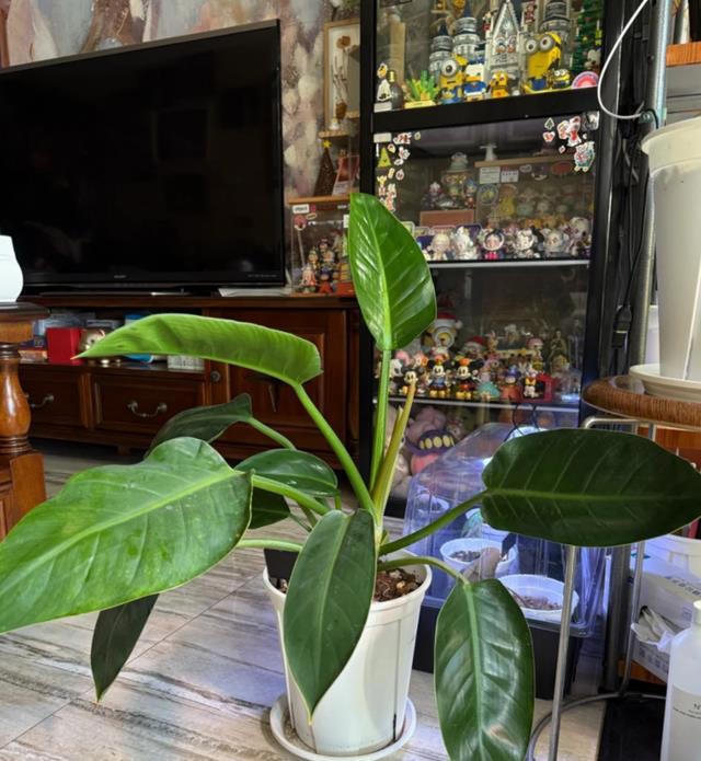 这8种“喜荫花”，养在家里，可别直晒太阳，晒一盆枯一盆！