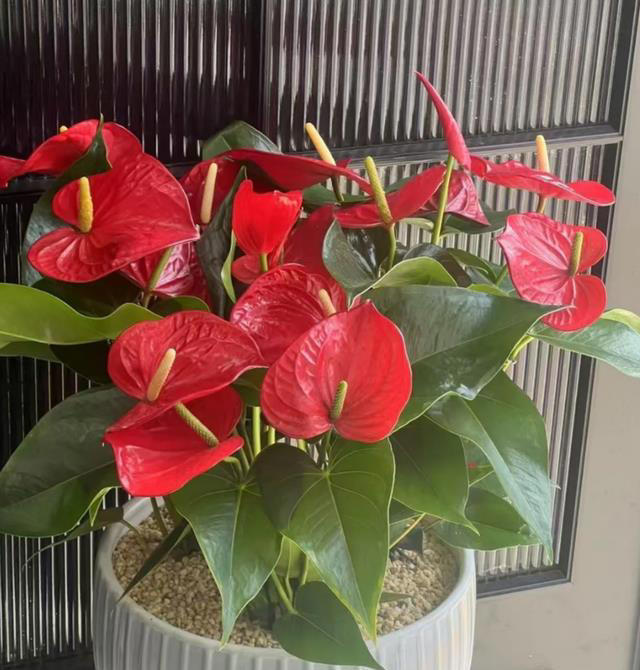 这8种“喜荫花”，养在家里，可别直晒太阳，晒一盆枯一盆！