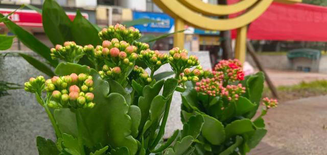 不会扦插不要急，这6种植物，剪根枝条，插土里就能活