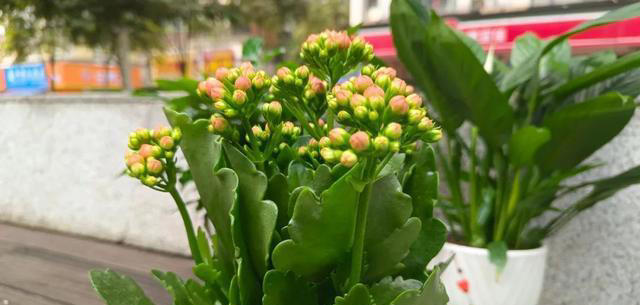 不会扦插不要急，这6种植物，剪根枝条，插土里就能活