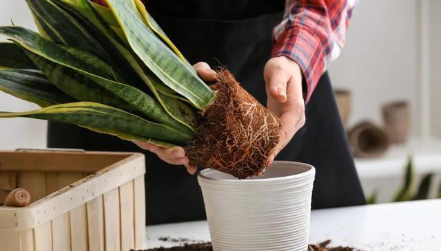 不会扦插不要急，这6种植物，剪根枝条，插土里就能活